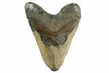 Huge, Fossil Megalodon Tooth - North Carolina #346326-2